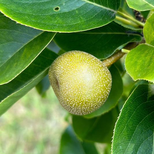 Shinko Pear Scionwood - Dingdong's Garden