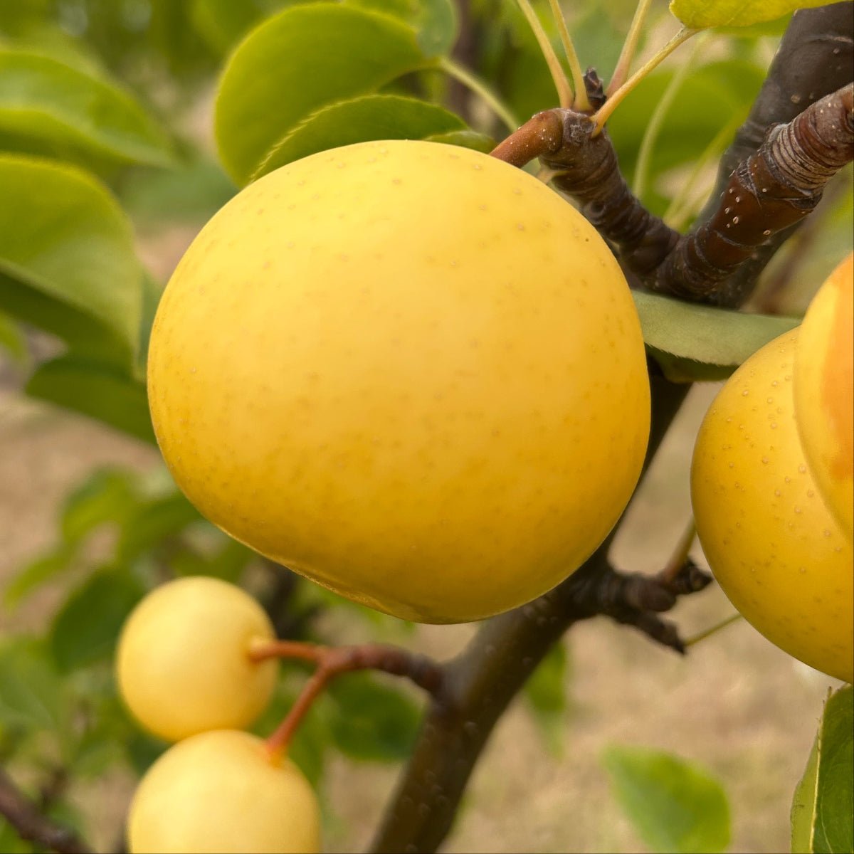 Shinseiki Pear Scionwood - Dingdong's Garden