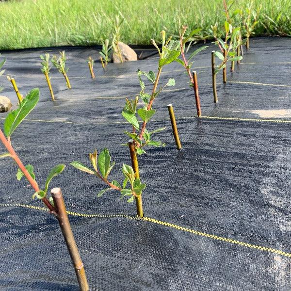 Sitka Willow Cutting - Dingdong's Garden