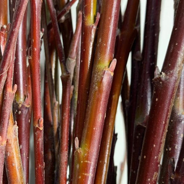 Sitka Willow Cutting - Dingdong's Garden