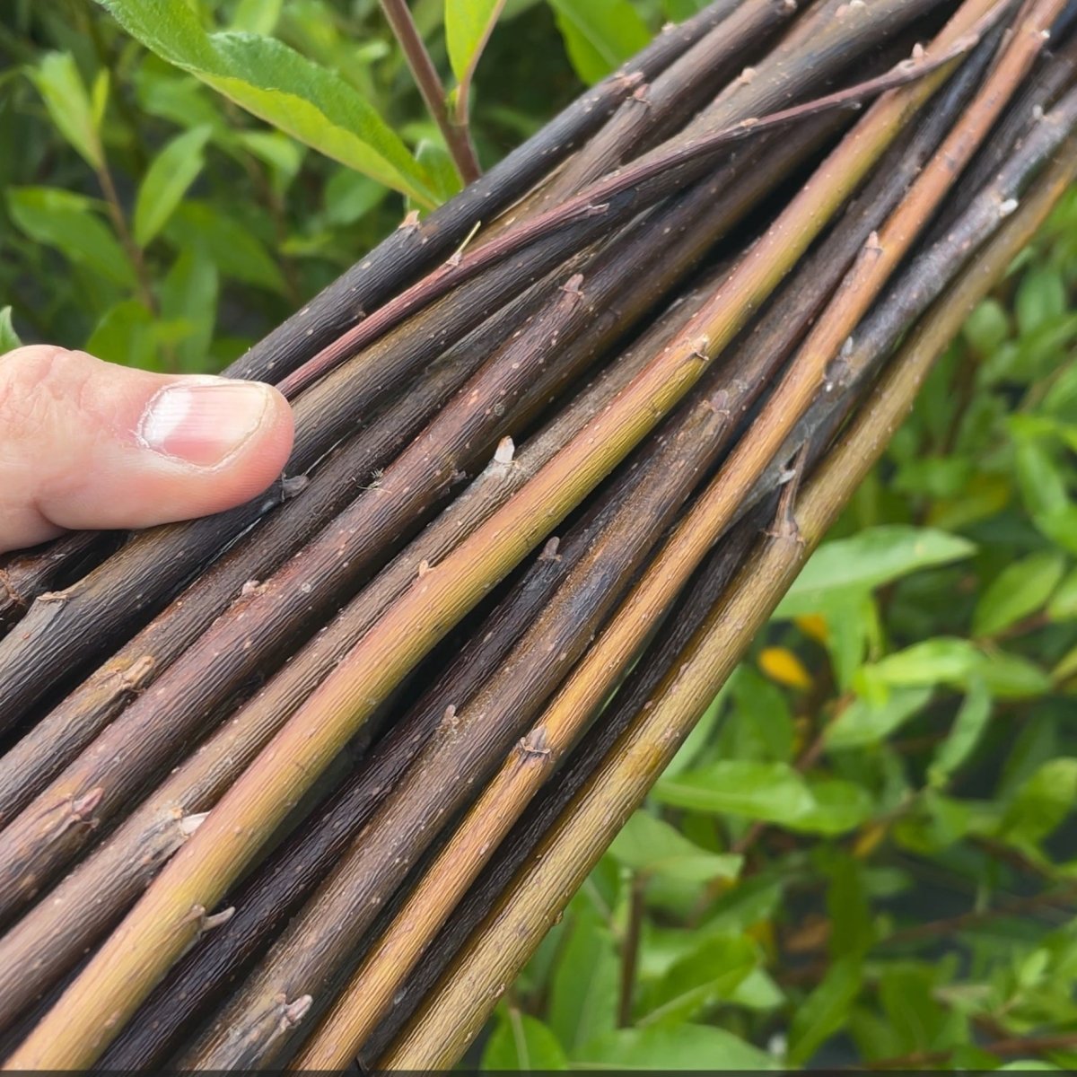 Sitka Willow Cutting - Dingdong's Garden