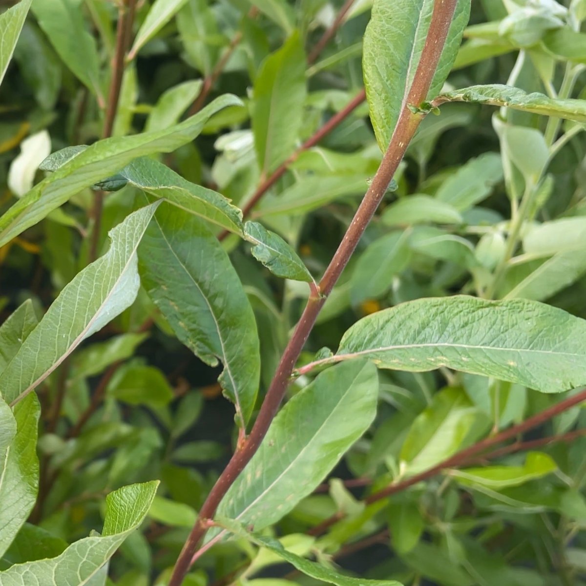 Sitka Willow Cutting - Dingdong's Garden