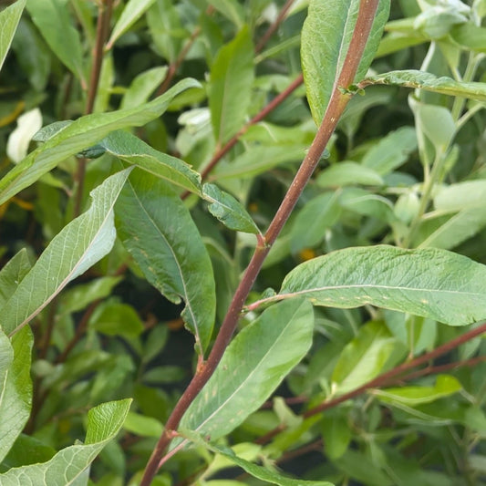 Sitka Willow Cutting - Dingdong's Garden