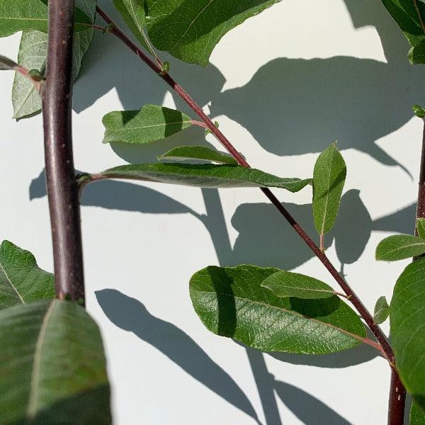 Sitka Willow Cutting - Dingdong's Garden