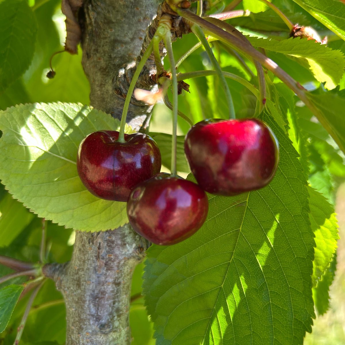 Skeena Cherry Scionwood - Dingdong's Garden