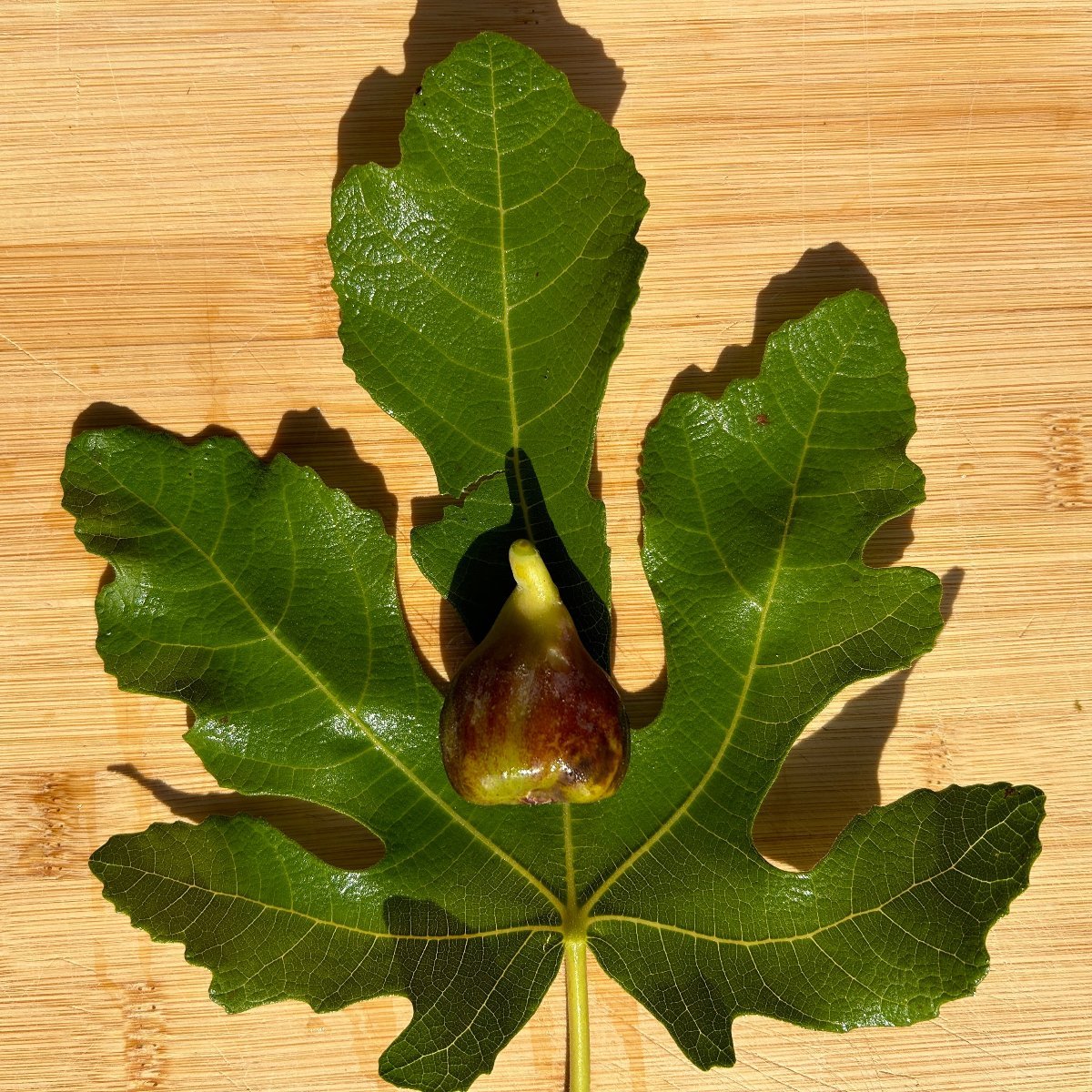 Smith Fig Cutting - Dingdong's Garden