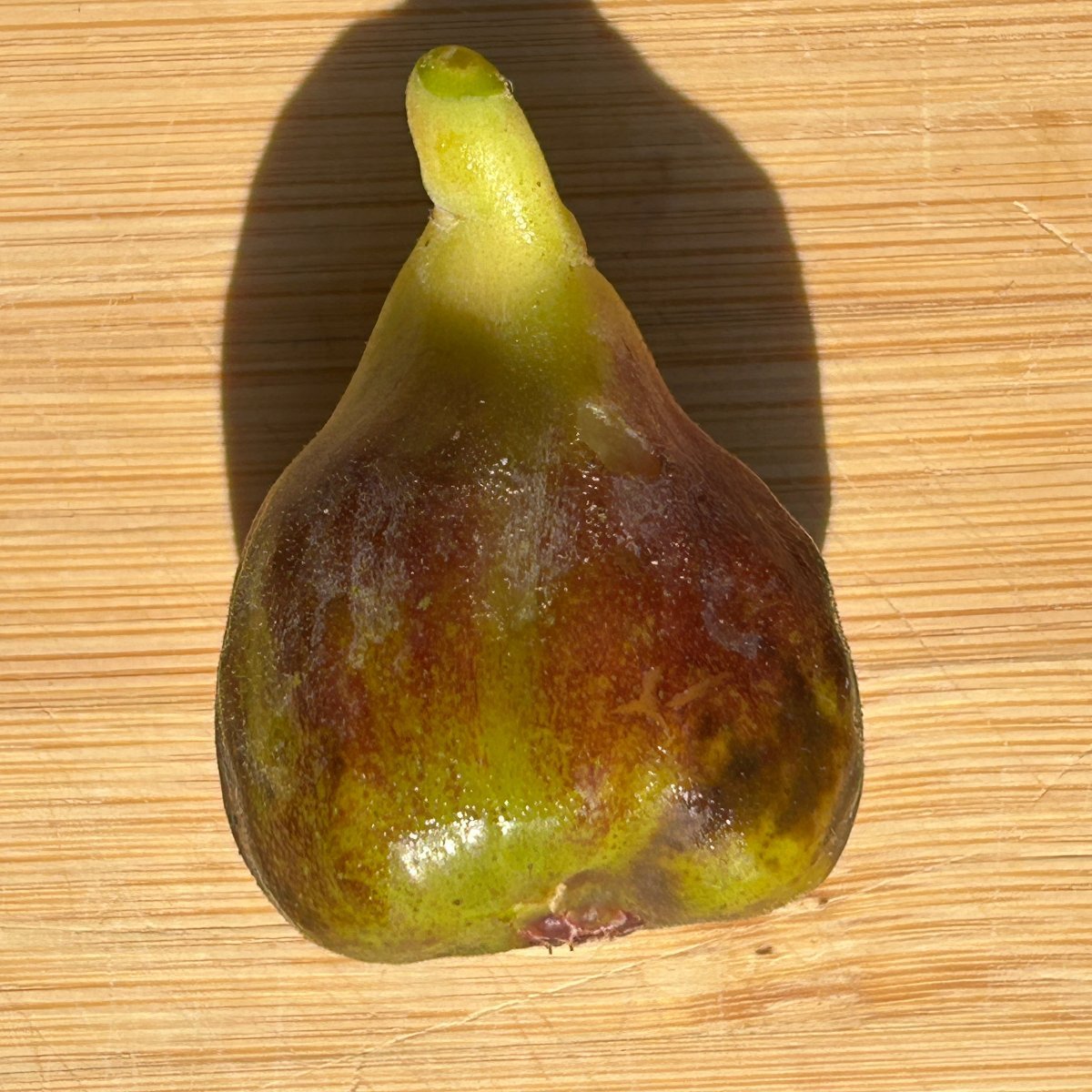 Smith Fig Cutting - Dingdong's Garden