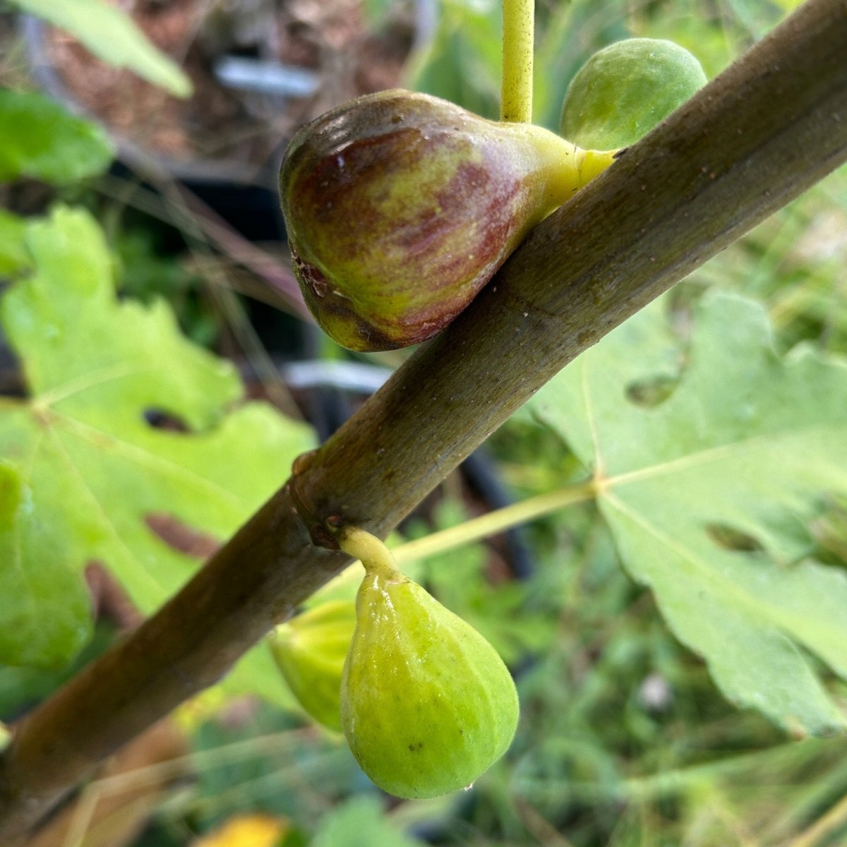 Smith Fig Cutting - Dingdong's Garden