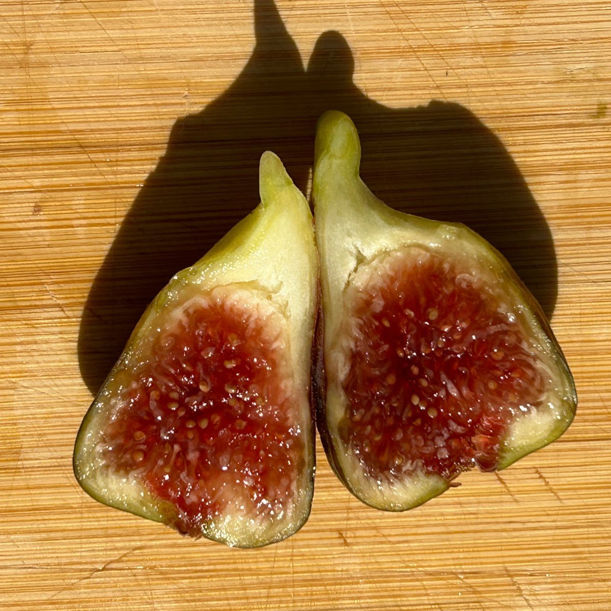 Smith Fig Cutting - Dingdong's Garden