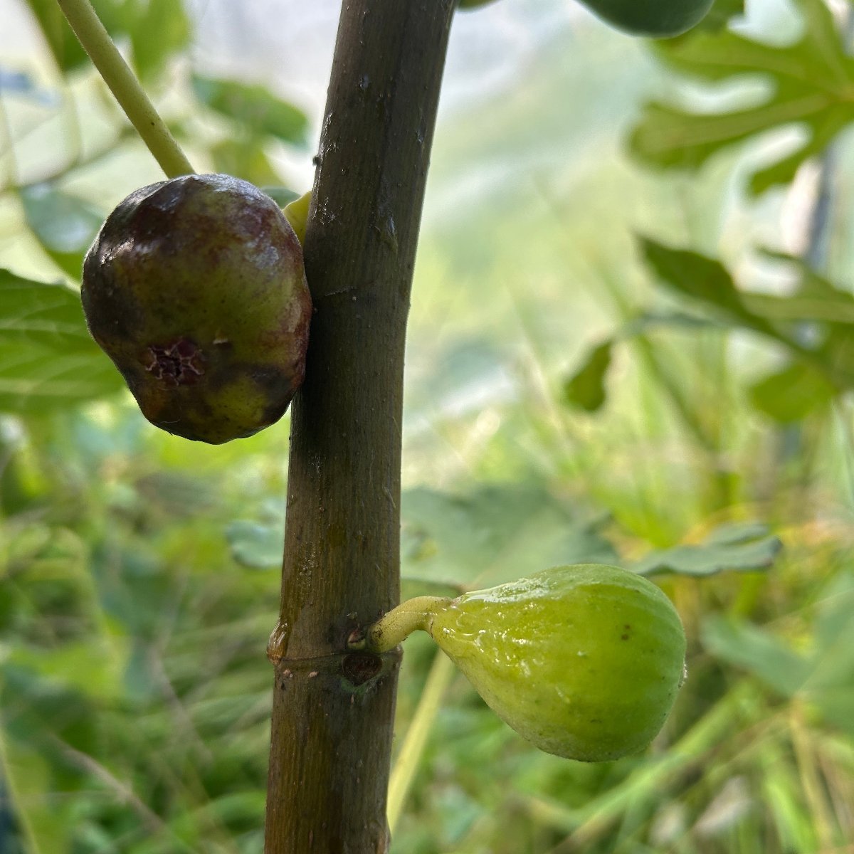 Smith Fig Cutting - Dingdong's Garden