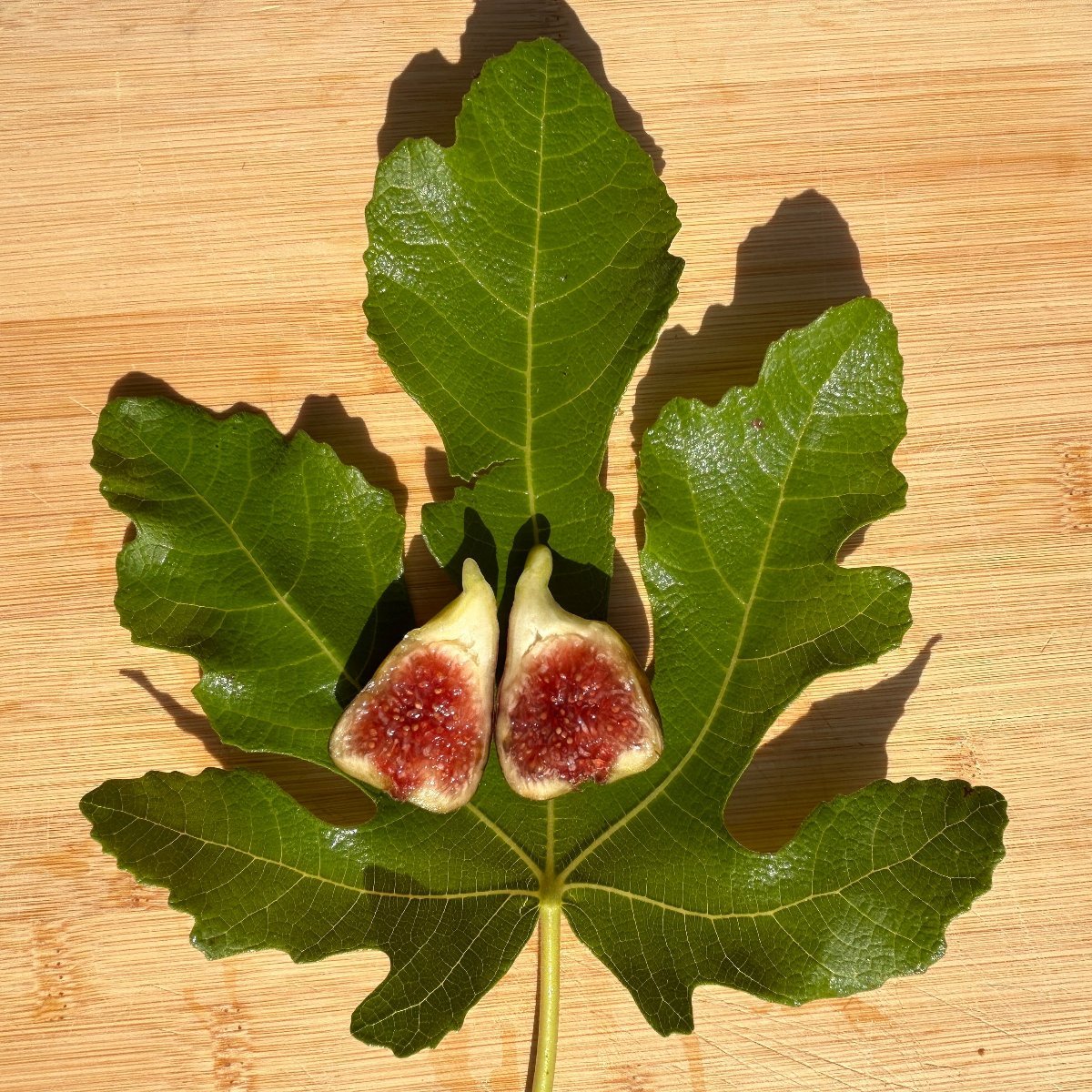 Smith Fig Cutting - Dingdong's Garden