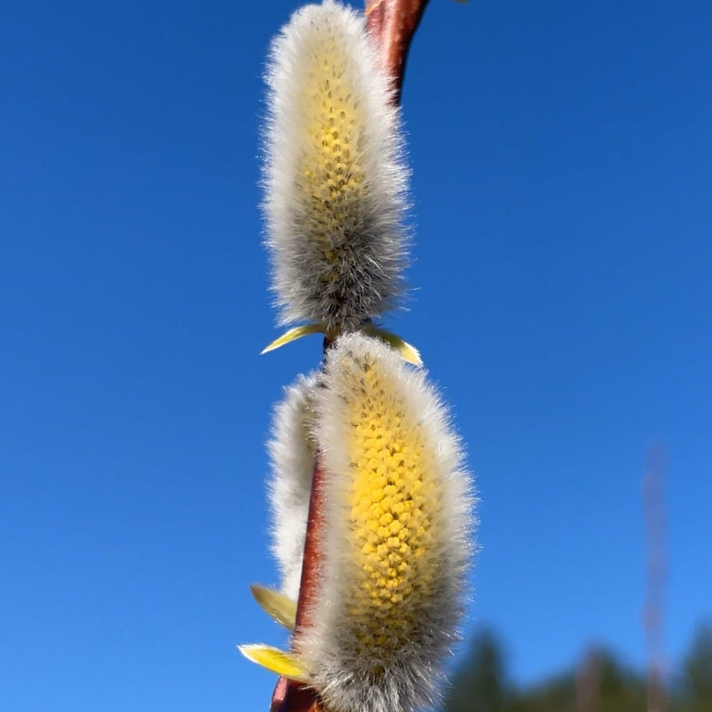 Smith's Willow Cutting