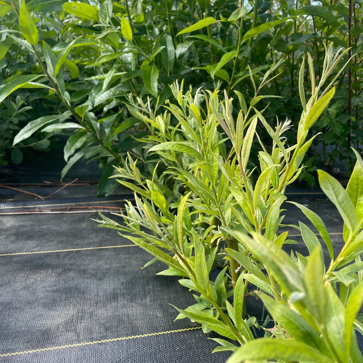 Smith's Willow Cutting - Dingdong's Garden