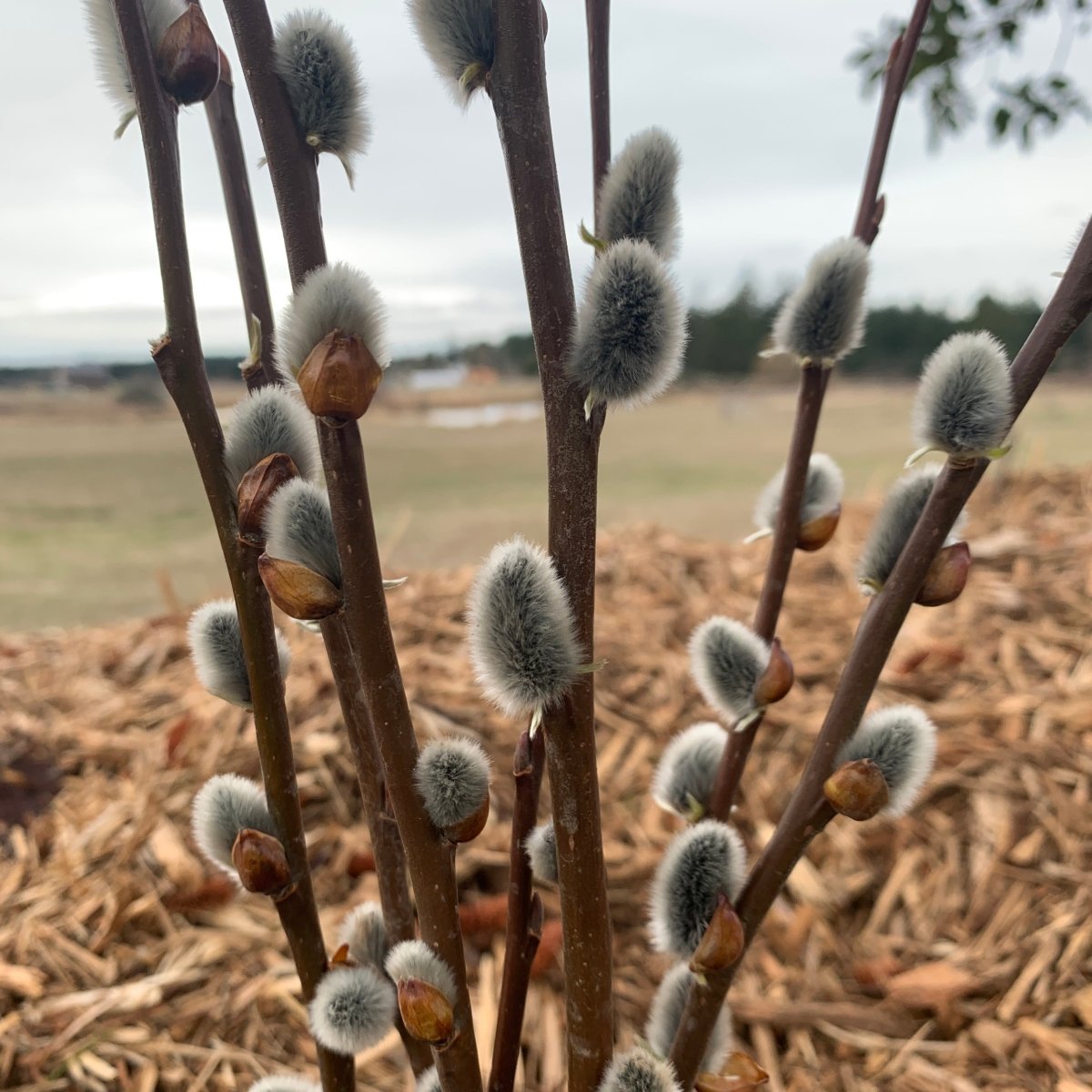 Smith's Willow Cutting - Dingdong's Garden
