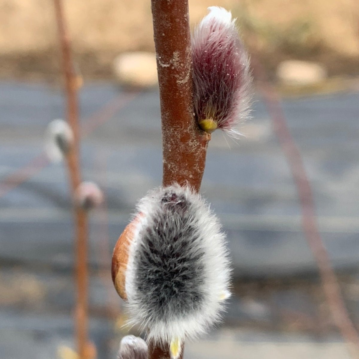 Smith's Willow Cutting - Dingdong's Garden