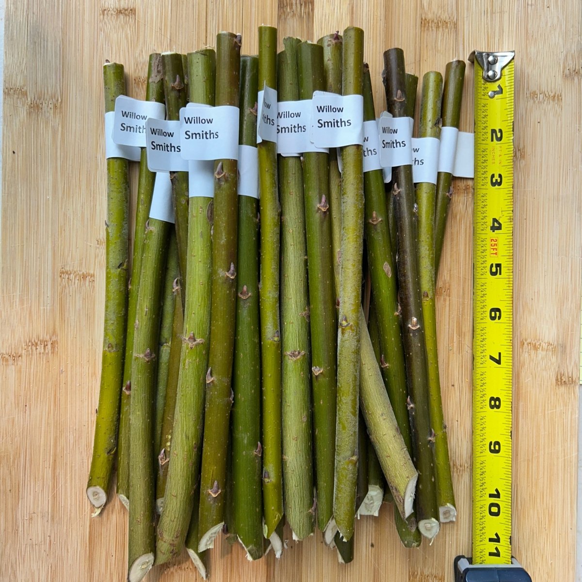 Smith's Willow Cutting - Dingdong's Garden