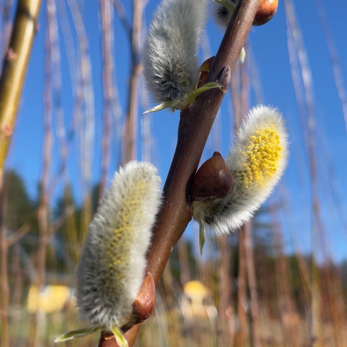 Smith's Willow Cutting - Dingdong's Garden