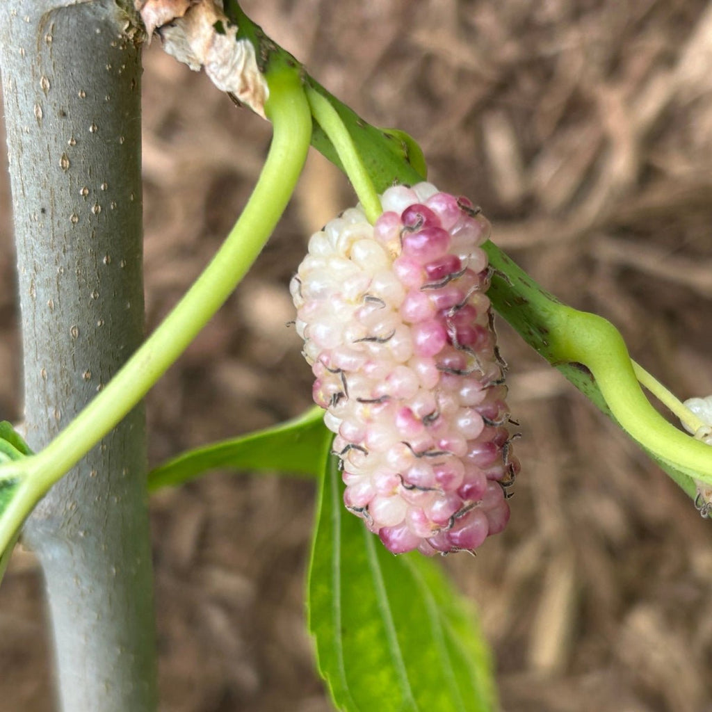 Sophie's Fave Mulberry Cutting