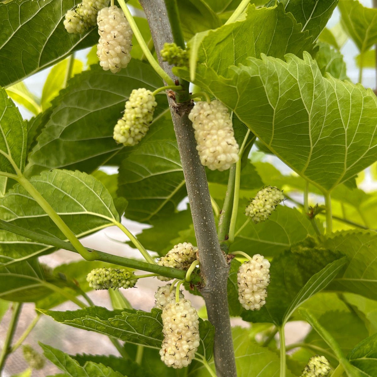 Sophie's Fave Mulberry Cutting - Dingdong's Garden