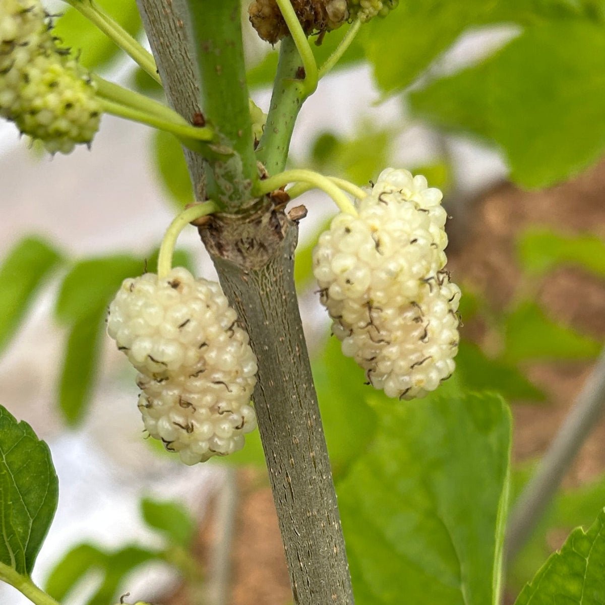 Sophie's Fave Mulberry Cutting - Dingdong's Garden