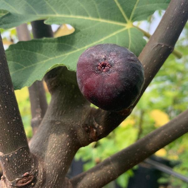 Souadi Fig Cutting - Dingdong's Garden