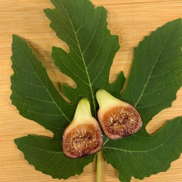 Souadi Fig Cutting