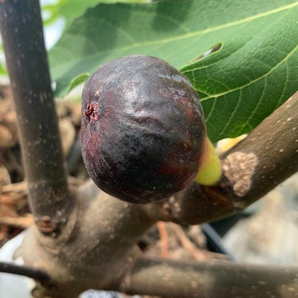 Souadi Fig Cutting - Dingdong's Garden