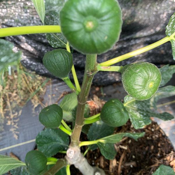 St Anthony Fig Cutting - Dingdong's Garden