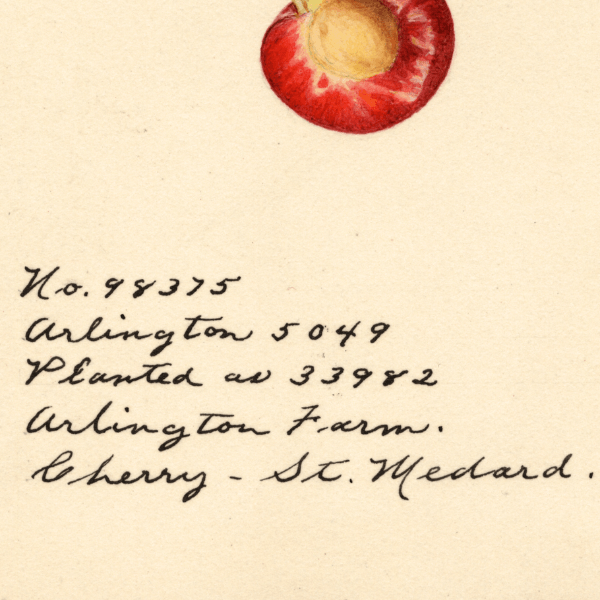 St. Medard Cherry 4x6 Decorative Card - Dingdong's Garden