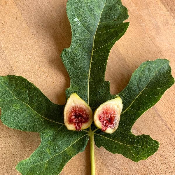 St Rita Fig Cutting - Dingdong's Garden