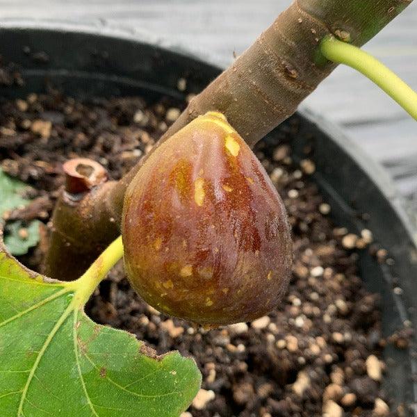 St Rita Fig Cutting - Dingdong's Garden