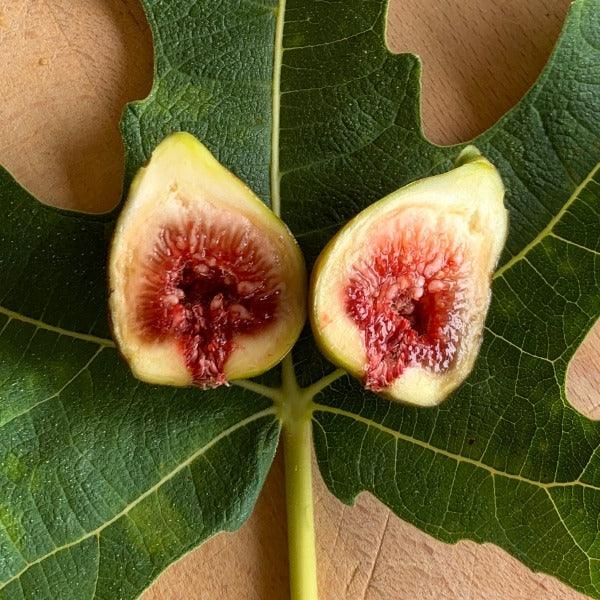 St Rita Fig Cutting - Dingdong's Garden