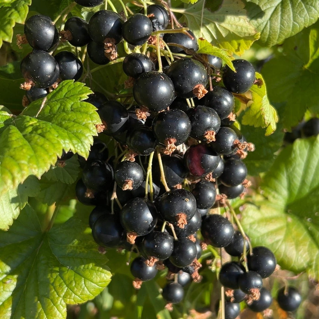 Steel Drum Black Currant Cutting