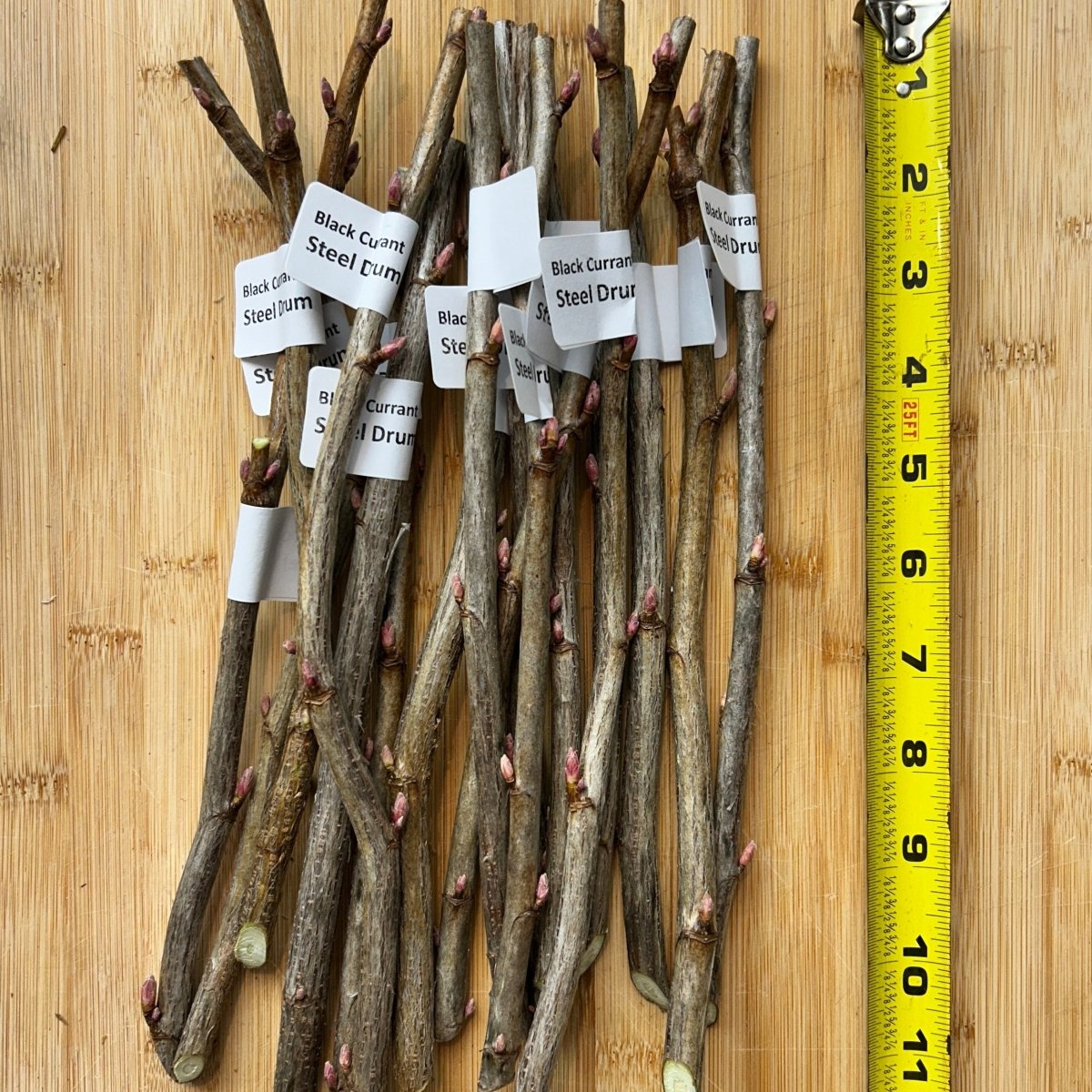 Steel Drum Black Currant Cutting - Dingdong's Garden