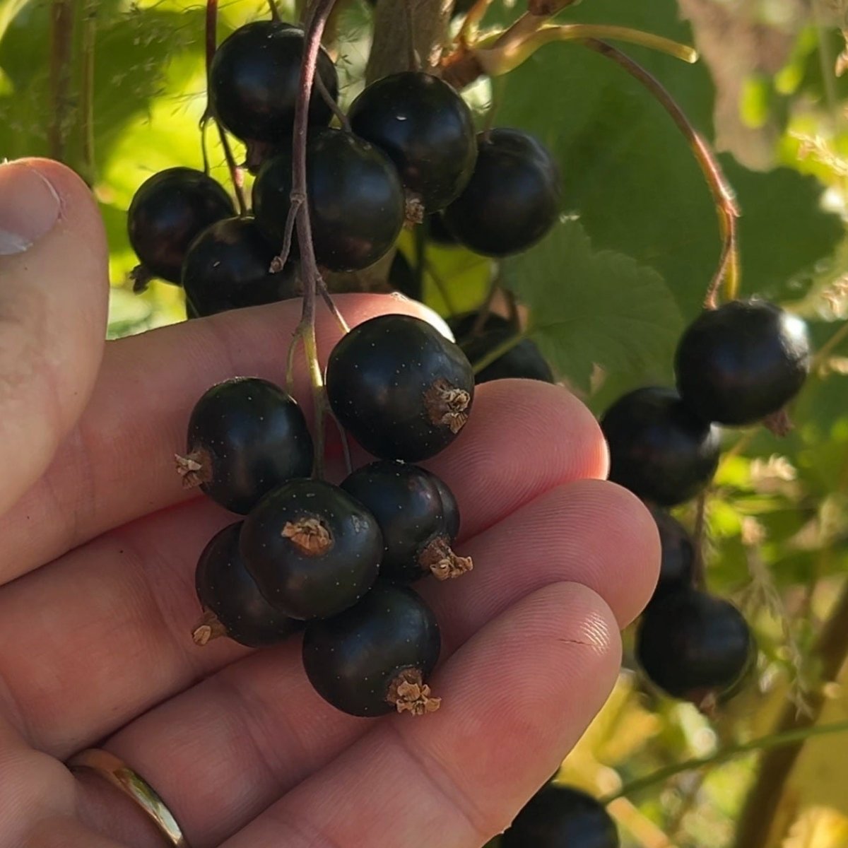 Steel Drum Black Currant Cutting - Dingdong's Garden
