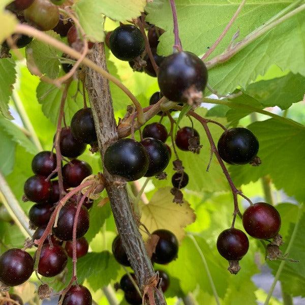 Steel Drum Black Currant Cutting - Dingdong's Garden