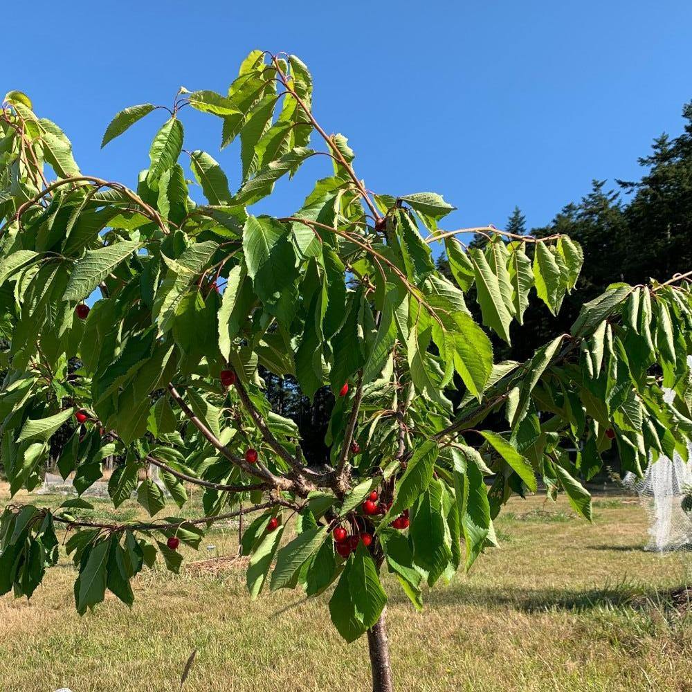 Stella Cherry Scionwood - Dingdong's Garden