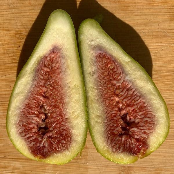 Stella Fig Cutting - Dingdong's Garden