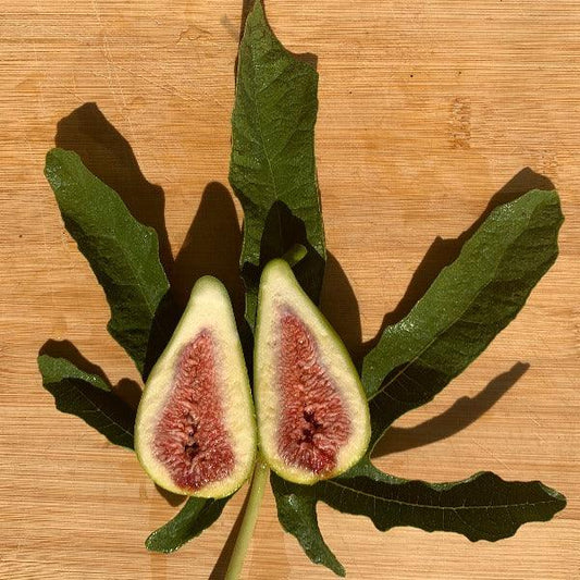 Stella Fig Cutting - Dingdong's Garden