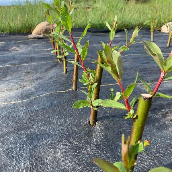 Stewartstown Willow Cutting - Dingdong's Garden