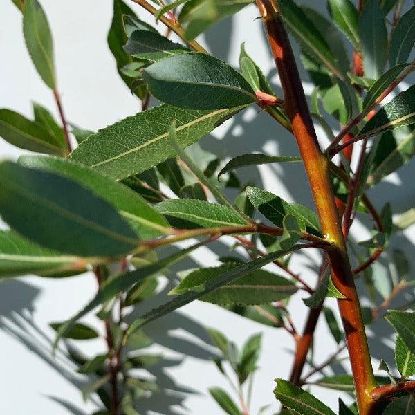 Stewartstown Willow Cutting - Dingdong's Garden