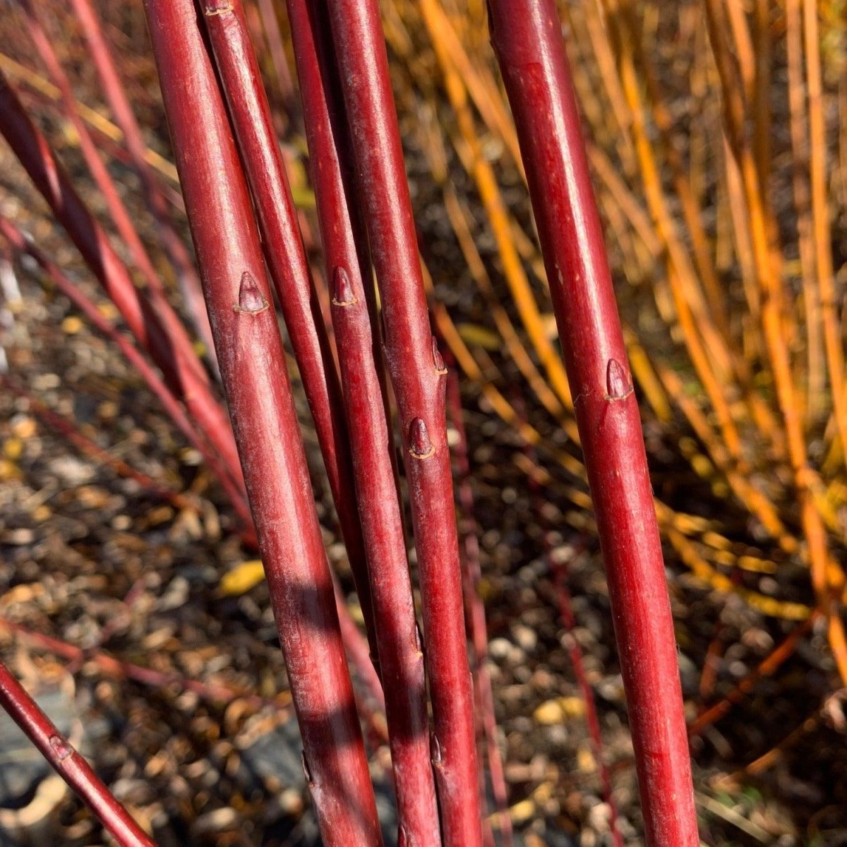 Stewartstown Willow Cutting - Dingdong's Garden