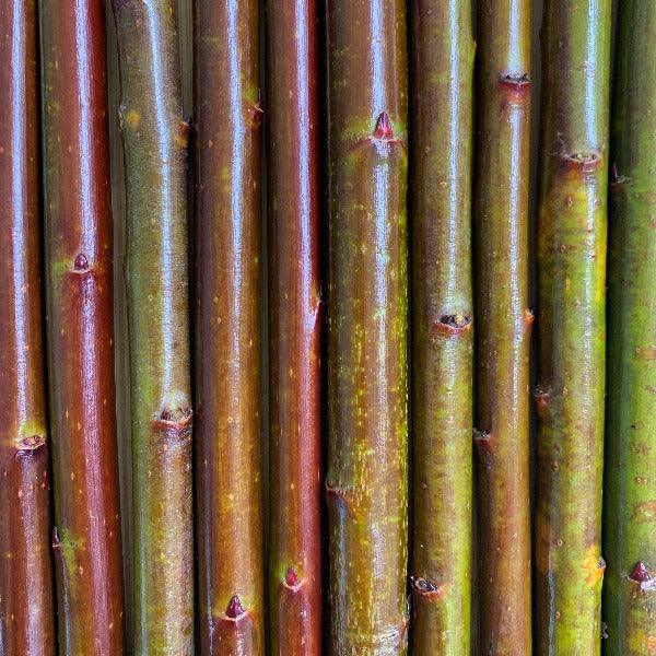 Stewartstown Willow Cutting - Dingdong's Garden