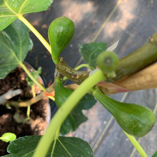 Strawberry Vert Fig Cutting - Dingdong's Garden