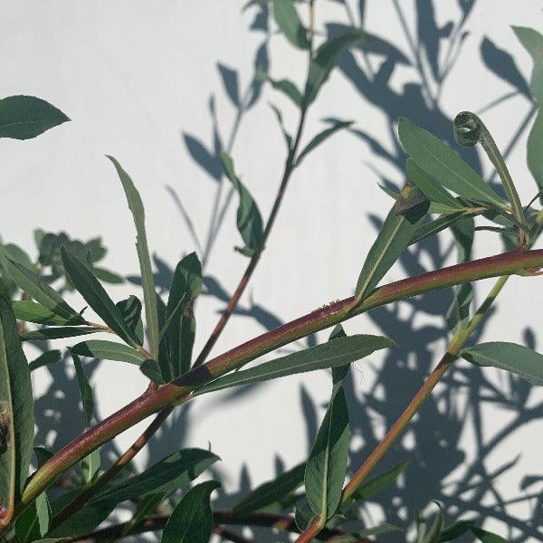 Streamco Willow Cutting
