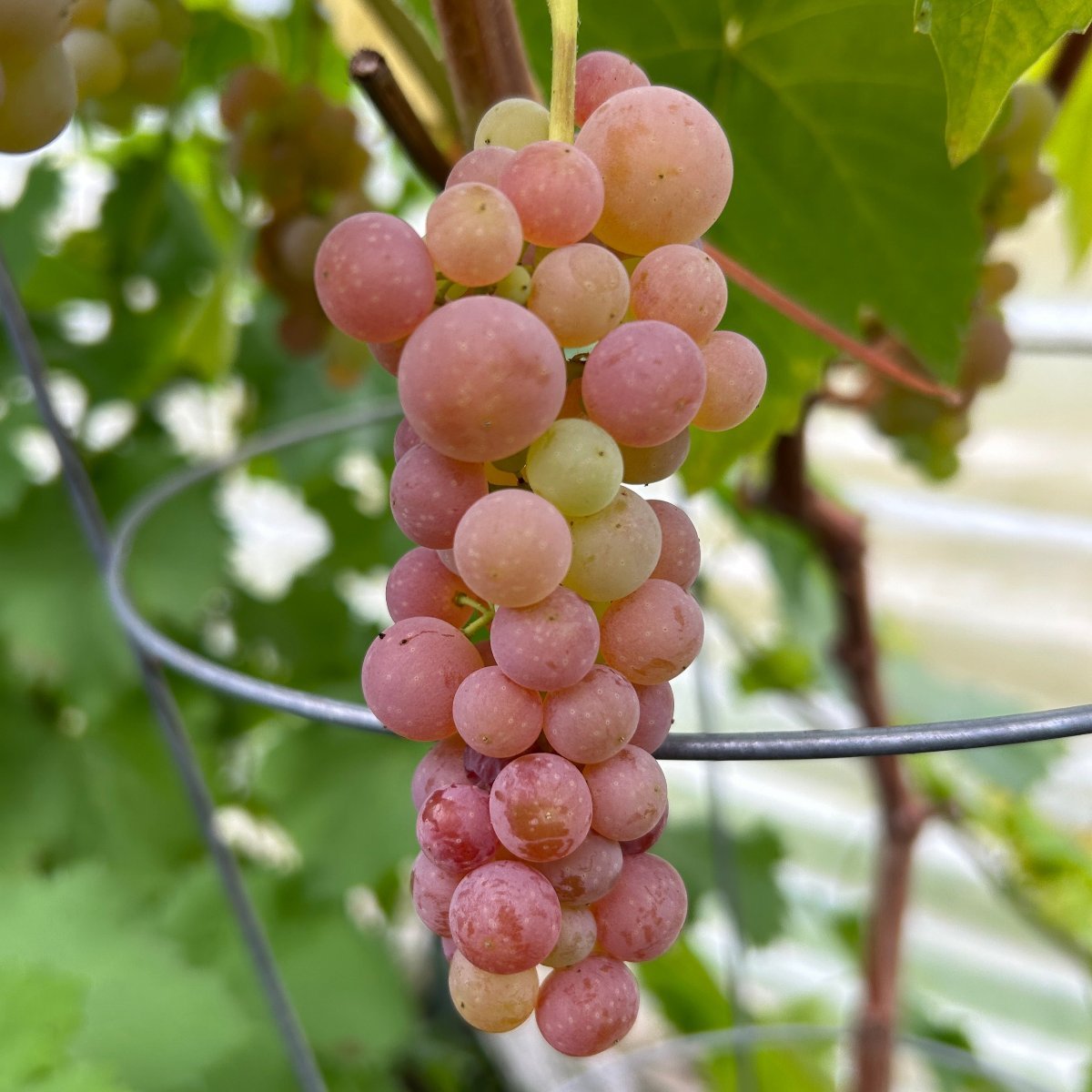 Suffolk Red Table Grape Cutting - Dingdong's Garden