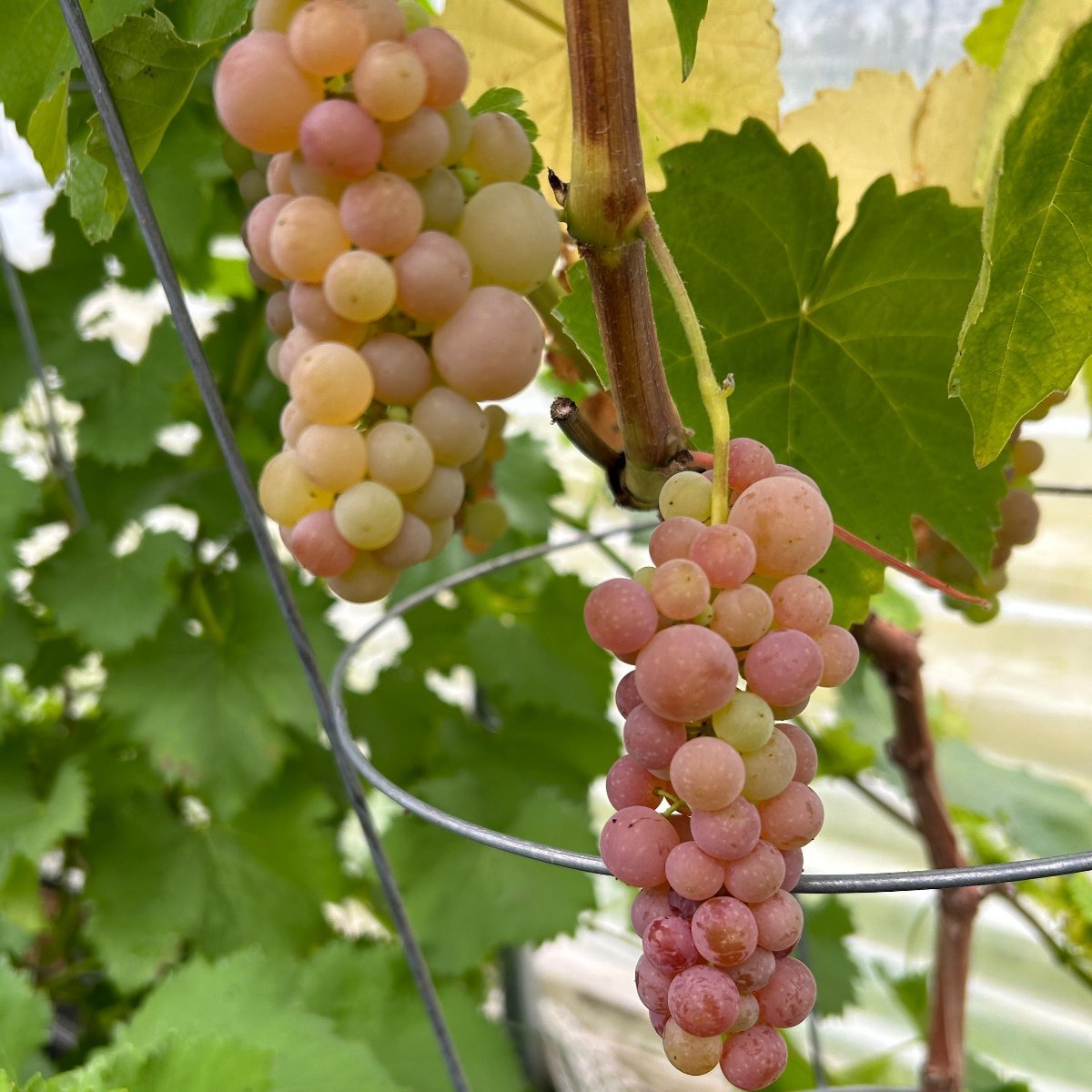 Suffolk Red Table Grape Cutting - Dingdong's Garden