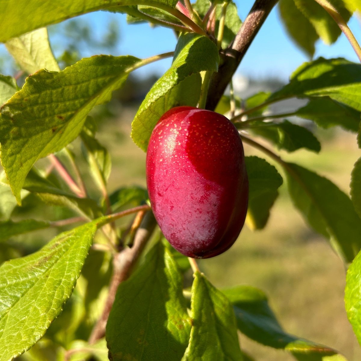 Sugar Plum Scionwood - Dingdong's Garden