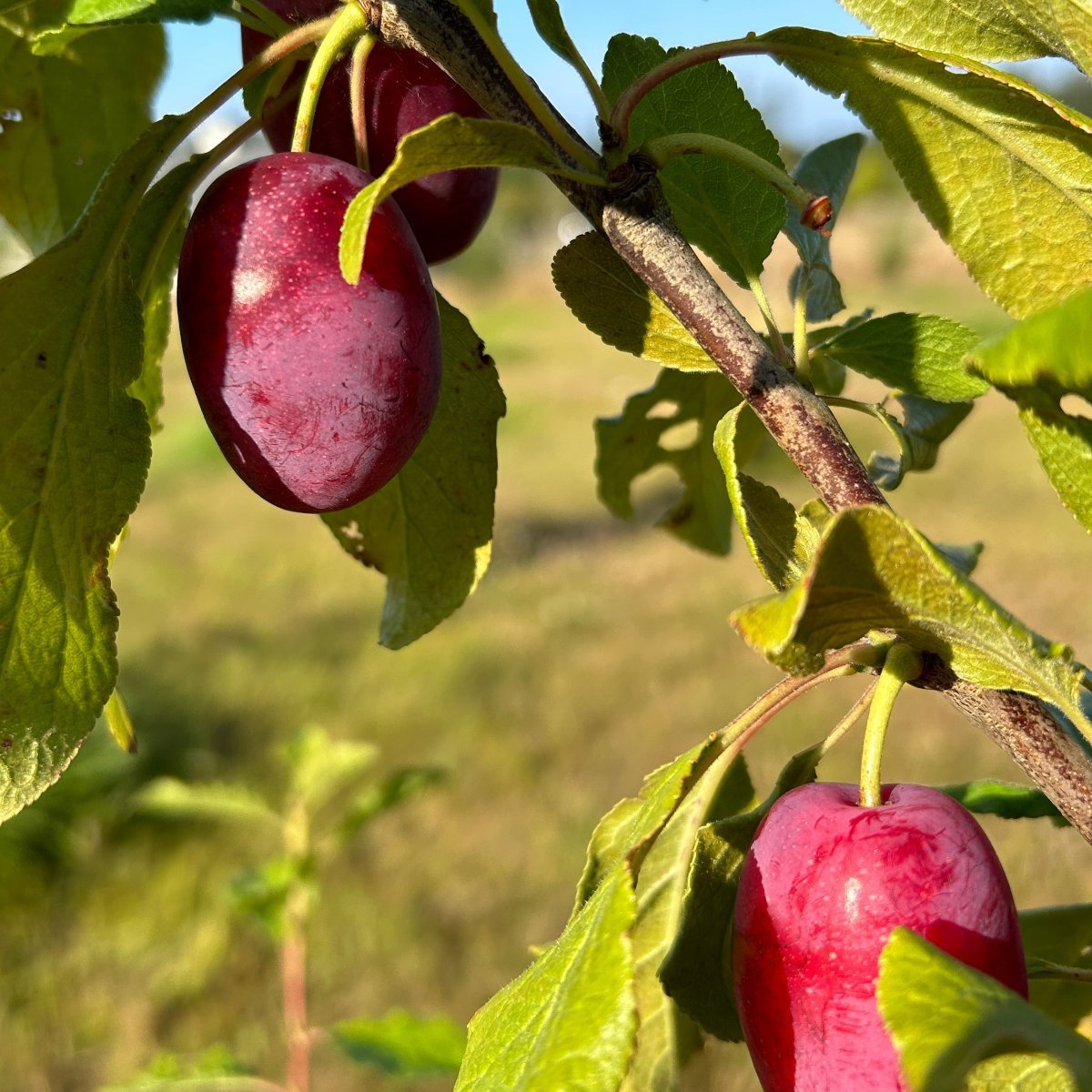 Sugar Plum Scionwood - Dingdong's Garden