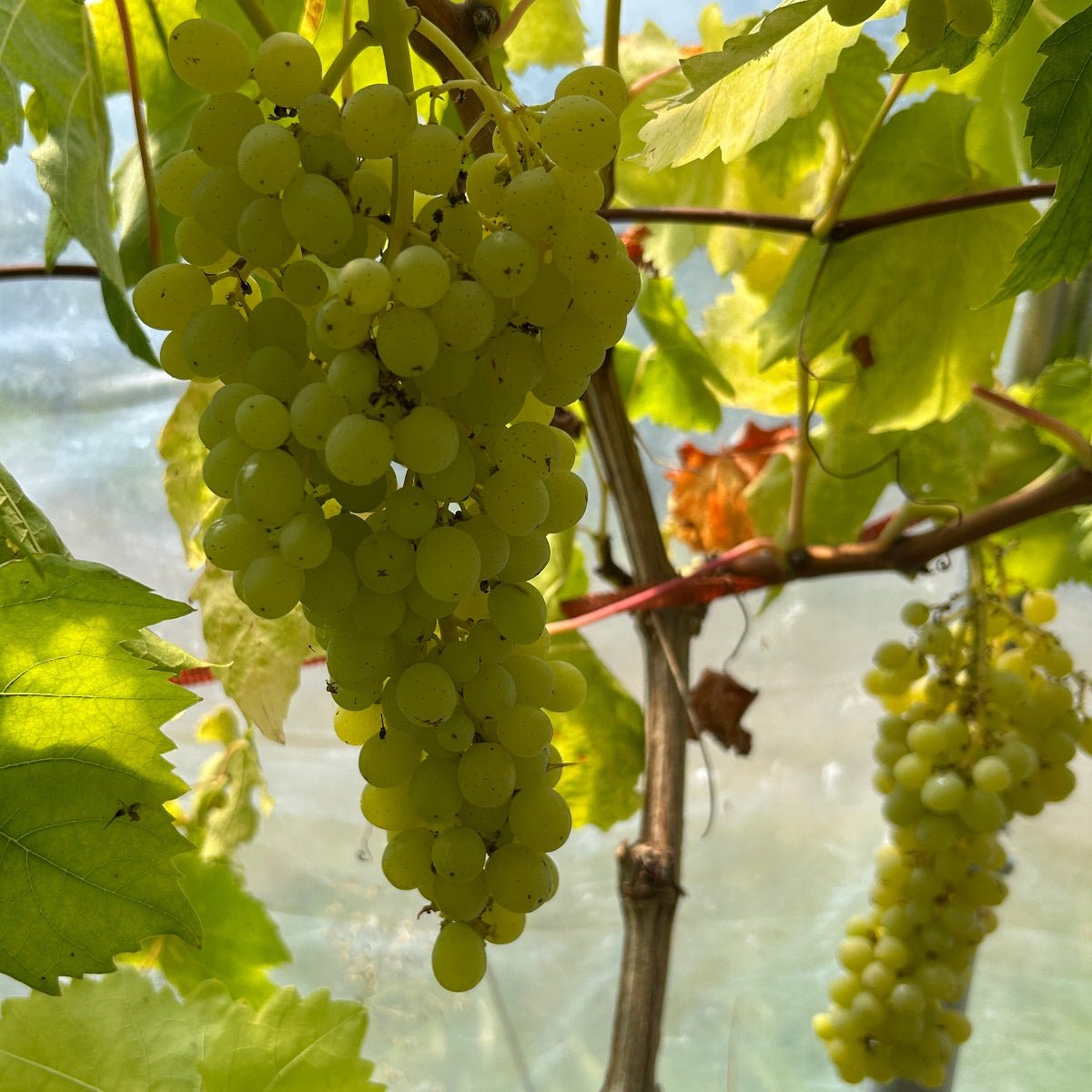 Sultana Table Grape Cutting - Dingdong's Garden